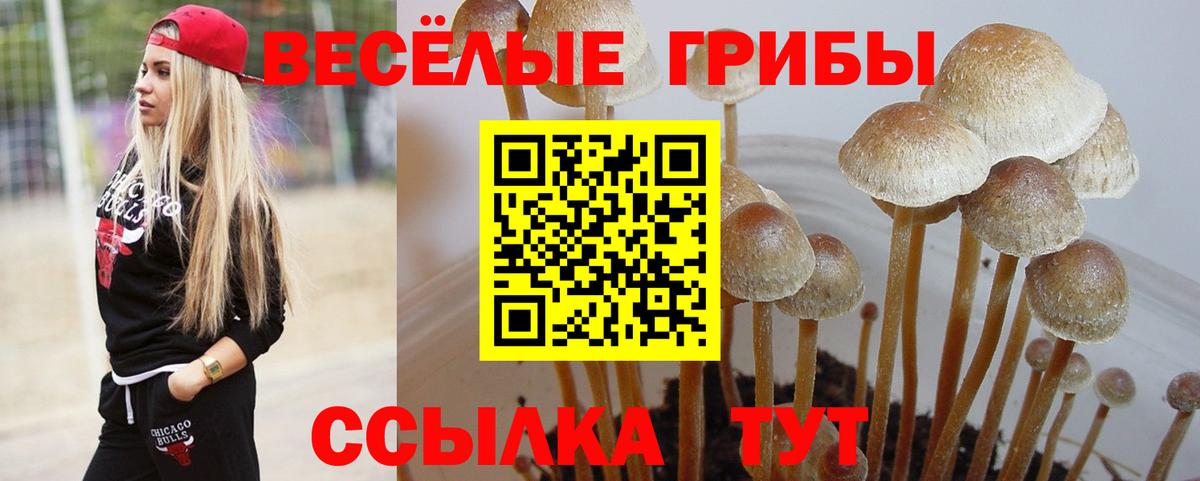 купить   Псилоцибиновые грибы Cubensis  Вход с VPN  Нарткала 